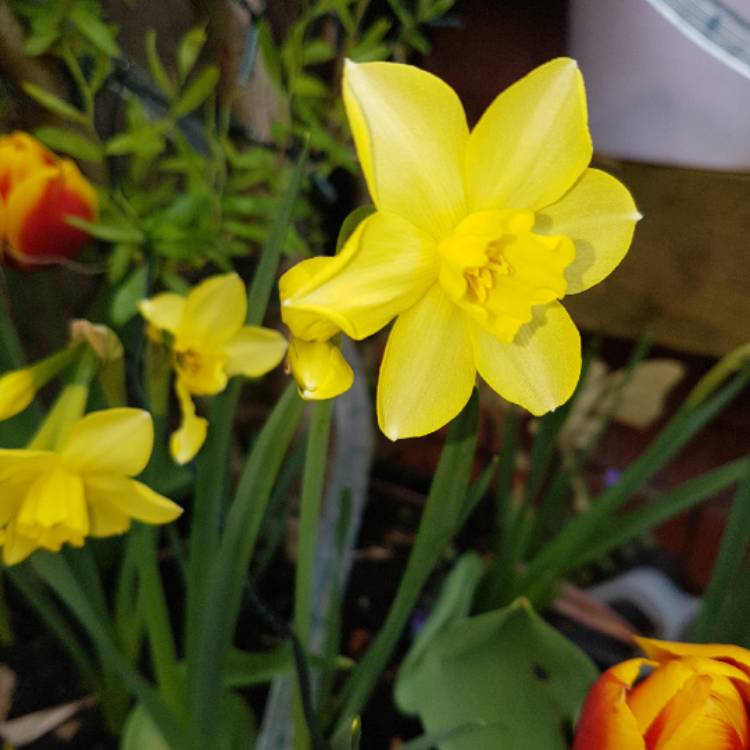 Plant image Narcissus 'Pipit'