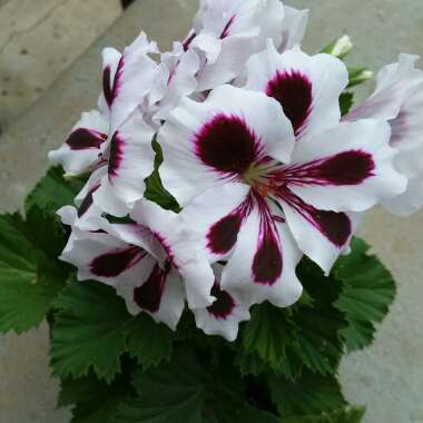 Pelargonium x domesticum