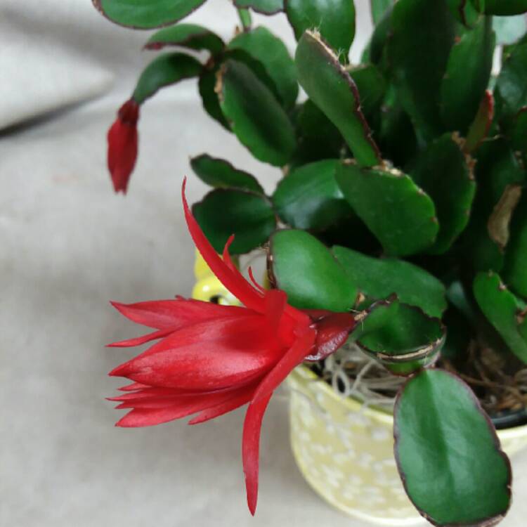 Plant image Hatiora Gaetneri Red