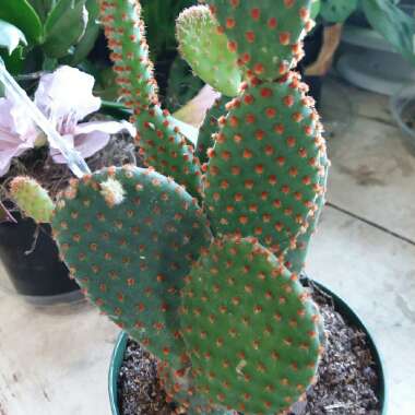 Opuntia microdasys rufida