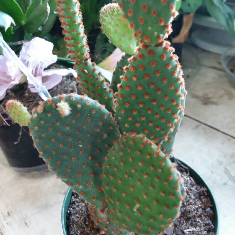 Plant image Opuntia microdasys rufida