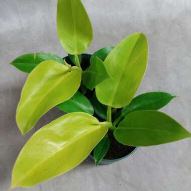 Philodendron 'Moonlight'