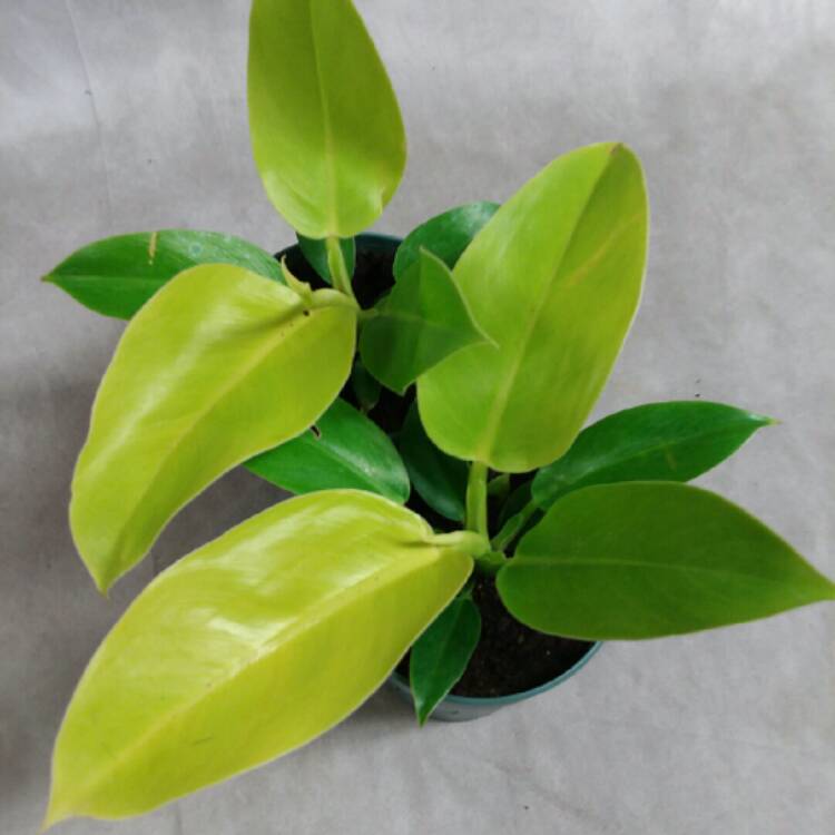 Plant image Philodendron 'Moonlight'