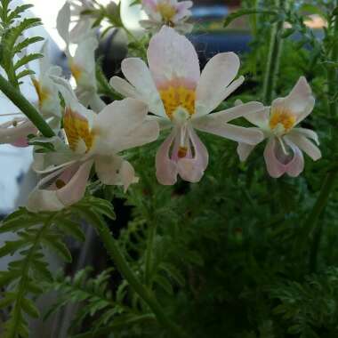 Schizanthus pinnatus