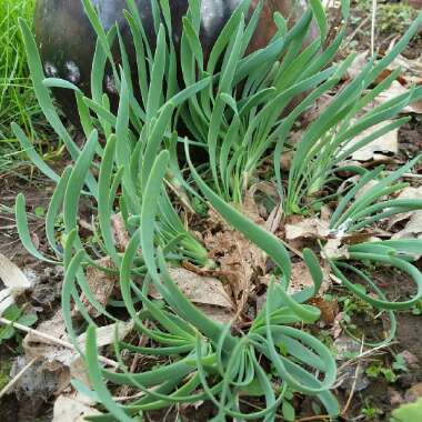 Allium senescens subsp. glaucum