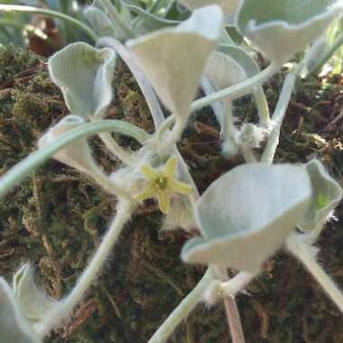 Dichondra argentea 'Silver Falls'