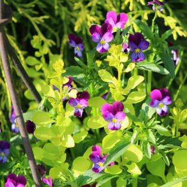 Viola tricolor