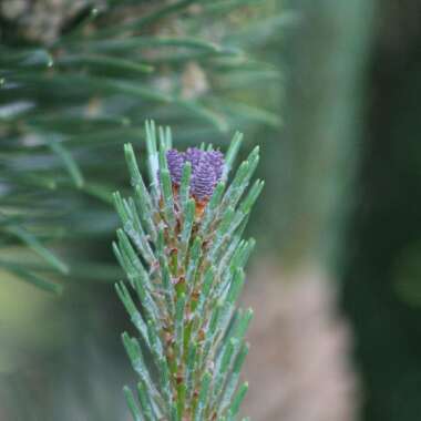 Pinus mugo 'Mops'