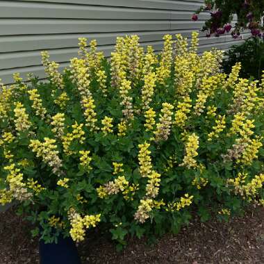 Baptisia 'Carolina Moonlight'