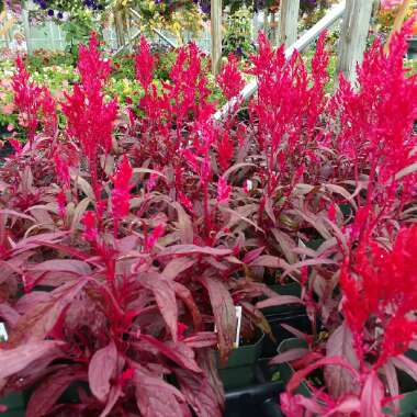 Celosia argentea var. cristata (Plumosa Group) 'Dragon's Breath'