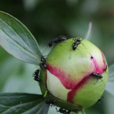 Paeonia lactiflora 'Festiva Maxima'