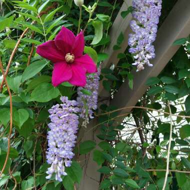 Wisteria frutescens var. macrostachya 'Blue Moon'