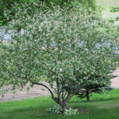 Salix integra 'Hakuro-nishiki' syn. Salix integra 'Nishiki Flamingo'