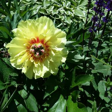 Paeonia 'Garden Treasure'