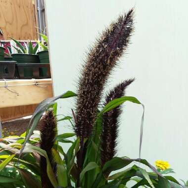 Pennisetum glaucum 'Jester'