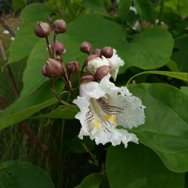 Catalpa speciosa 'Pulverulenta'