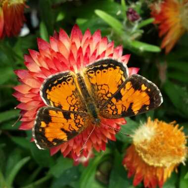 Xerochrysum bracteatum  syn. Helichrysum bracteatum, Bracteantha bracteata