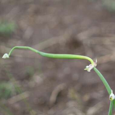 Allium x proliferum