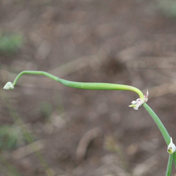 Plant image Allium x proliferum