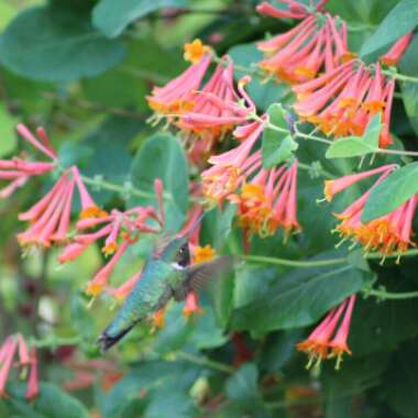 Lonicera x brownii 'Dropmore Scarlet' syn. Lonicera sempervirens 'Dropmore Scarlet'