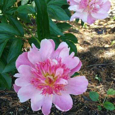 Paeonia