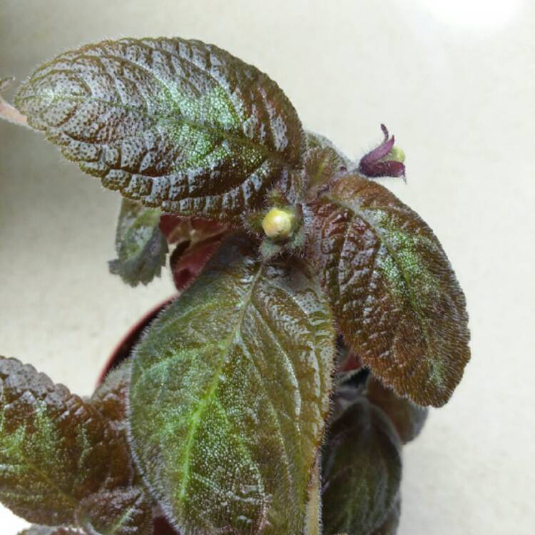 Plant image Episcia Cupreata