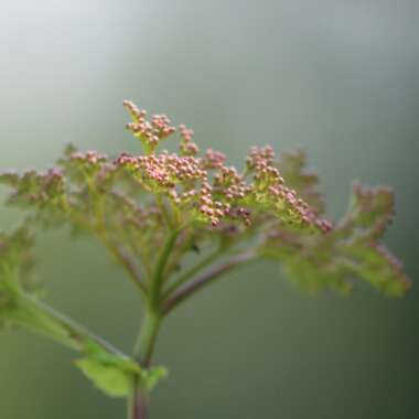 Filipendula rubra 'Venusta'