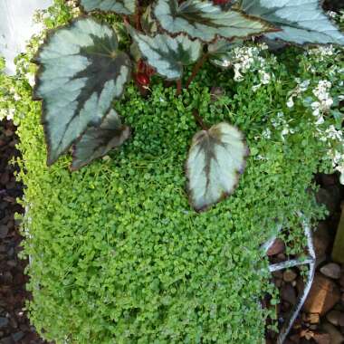 Mentha requienii 'Corsican'