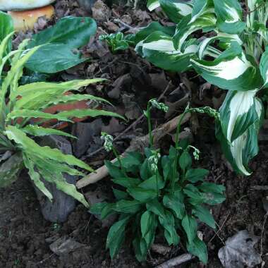 Hosta venusta