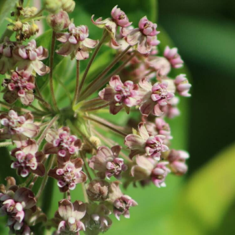 Plant image Asclepias syriaca