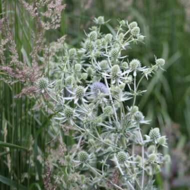 Eryngium planum 'Blue Hobbit'