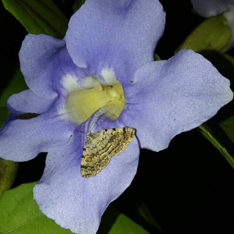 Plant image Thunbergia grandiflora