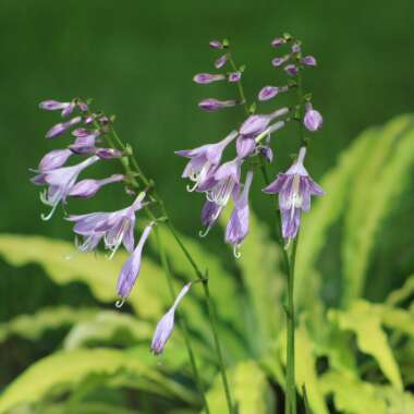 Hosta