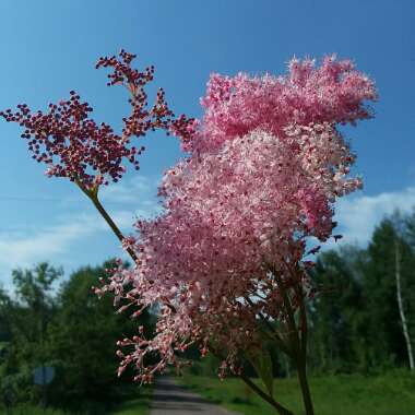 Filipendula rubra 'Venusta'