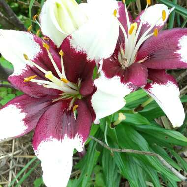 Lilium 'Tiny Padhye'