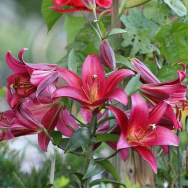 Lilium (Oriental)