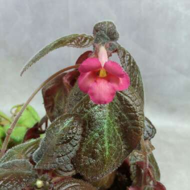 Episcia Cupreata