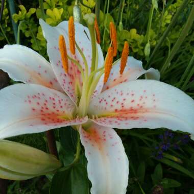 Lilium 'Salmon Star'