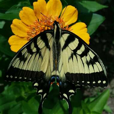 Zinnia elegans