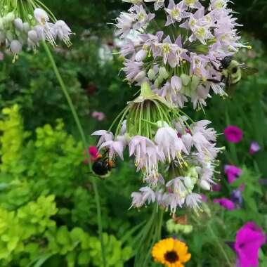 Allium cernuum