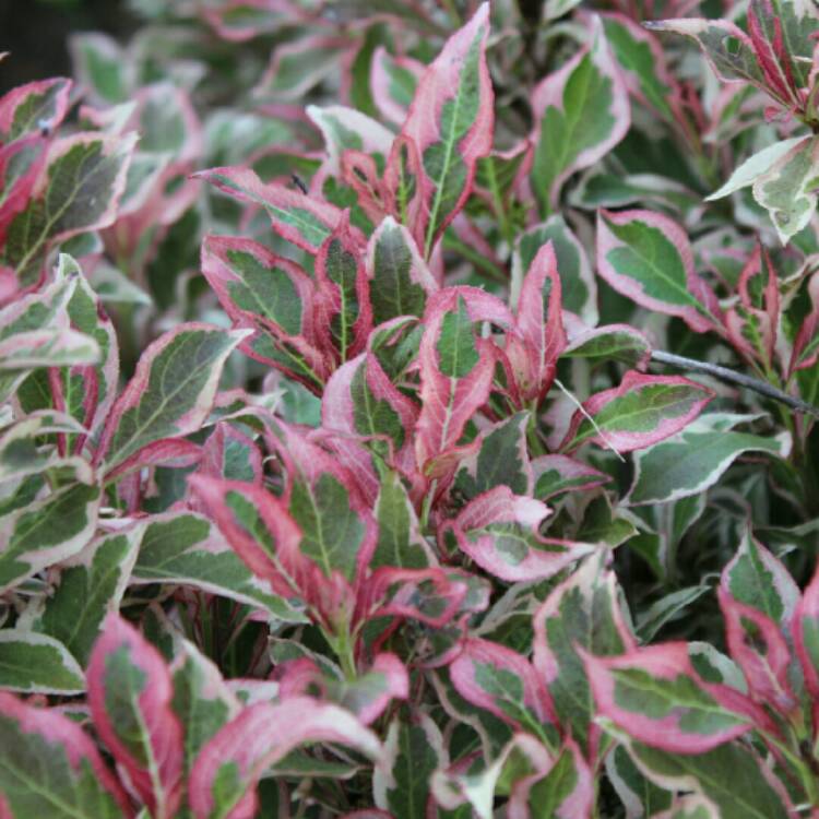 Plant image Weigela florida 'Verweig' syn. Weigela florida 'Monet', Weigela florida 'My Monet'