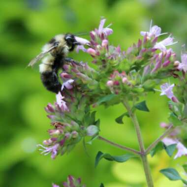 Origanum x majoricum