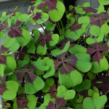 Oxalis tetraphylla 'Iron Cross'