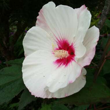 Hibiscus