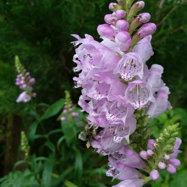 Physostegia virginiana