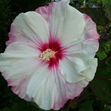 Hibiscus