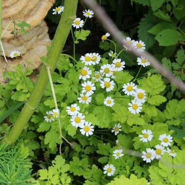 Tanacetum parthenium 'Aureum'