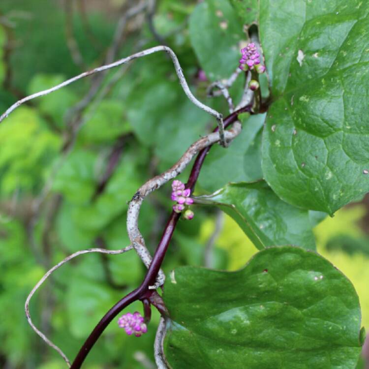 Plant image Basella rubra