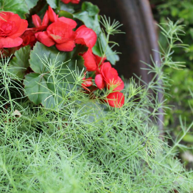 Plant image Lotus Maculatus 'Red Flash'