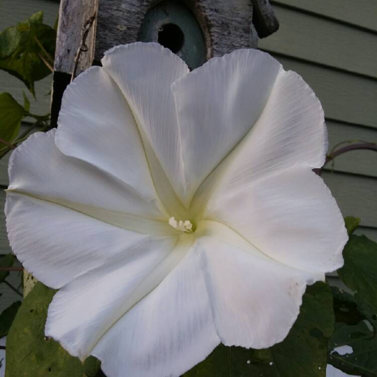 Plant image Ipomoea Alba